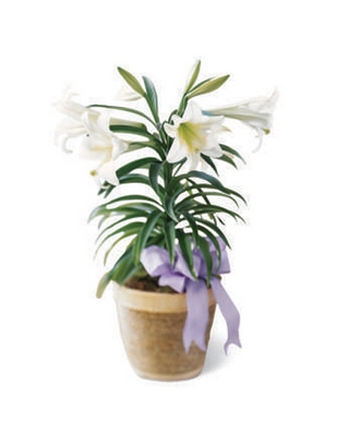 Easter Lily Plant from Flowers All Over.com 